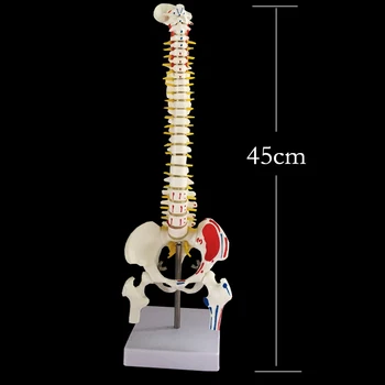 Модель скелета человеческого позвоночника длиной 45 см с анатомией таза Модель позвоночника Анатомический позвоночник для обучения медицинской реабилитации