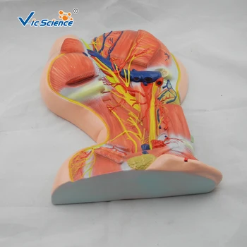 Усовершенствованная модель пластической анатомии медицинского образования Глубокая модель шейных нервов и сосудов